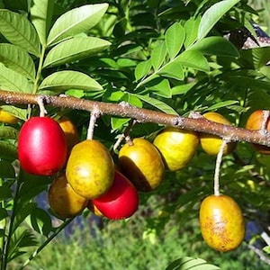 Ciruelas jocotes hog plum trees