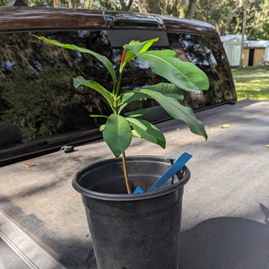 Ultra rare lemon drop mangosteen tree
