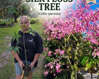 Silk Floss Tree Live Seedling | Ceiba speciosa | Stunning Pink Flowering Tropical Ornamental Plant | Thorny Trunk | Rivers of Provision