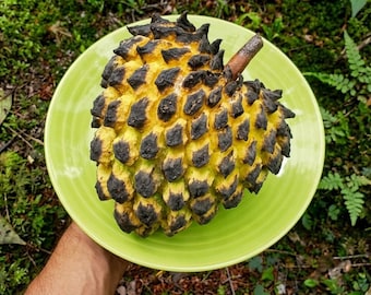 Rollinia Deliciosa Biriba trees