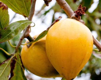 árboles frutales de huevo de Canistel