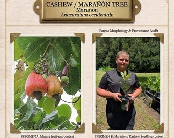 Live Cashew Tree Seedling | Anacardium occidentale | Authentic Marañón Plant | Tropical Evergreen Tree | Edible Landscape Starter