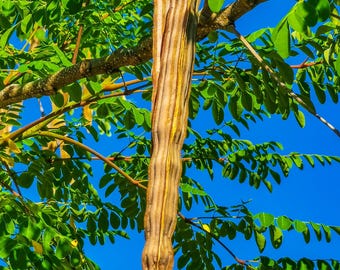 Moringa, también conocida como árbol de baqueta