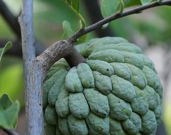 Manzanos de azúcar sitaphal anon
