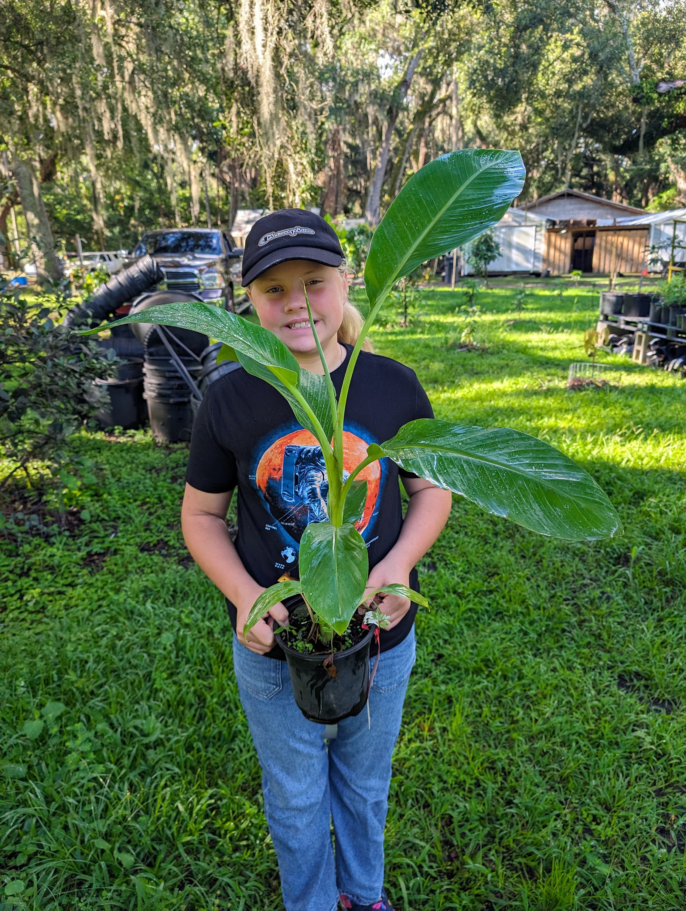 Ice Cream Blue Java Banana Tree - Etsy
