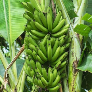 May include: A cluster of unripe green bananas hangs from a banana tree trunk. The bananas are tightly packed together, with a smooth, curved shape. Large green leaves surround the bananas and the tree trunk.