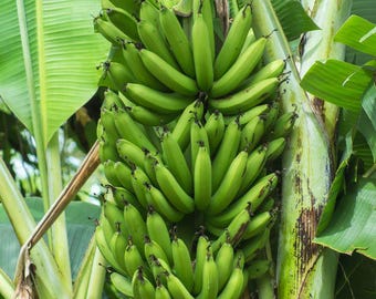 Gros Michel "Big Mike" banana trees