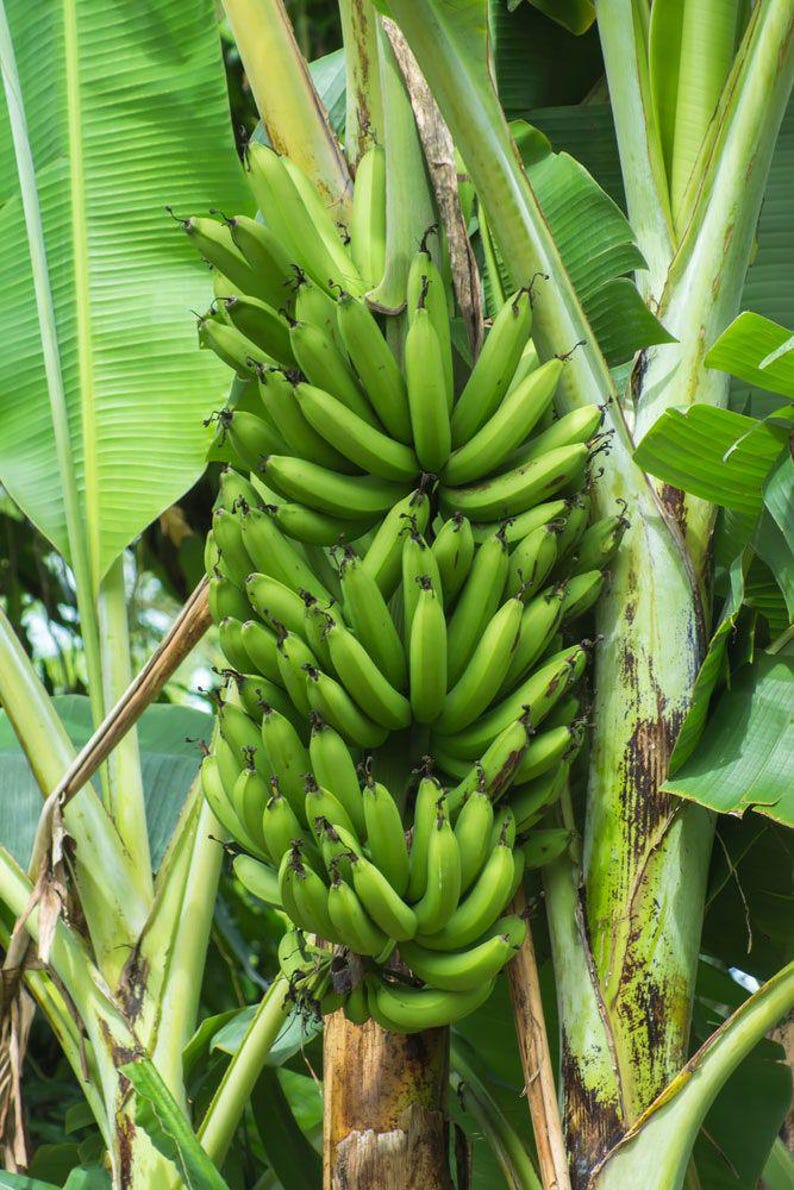 May include: A cluster of unripe green bananas hangs from a banana tree trunk. The bananas are tightly packed together, with a smooth, curved shape. Large green leaves surround the bananas and the tree trunk.
