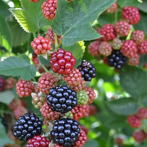 May include: A close-up of a blackberry bush with ripe blackberries and red berries. The berries are growing on a vine with green leaves.