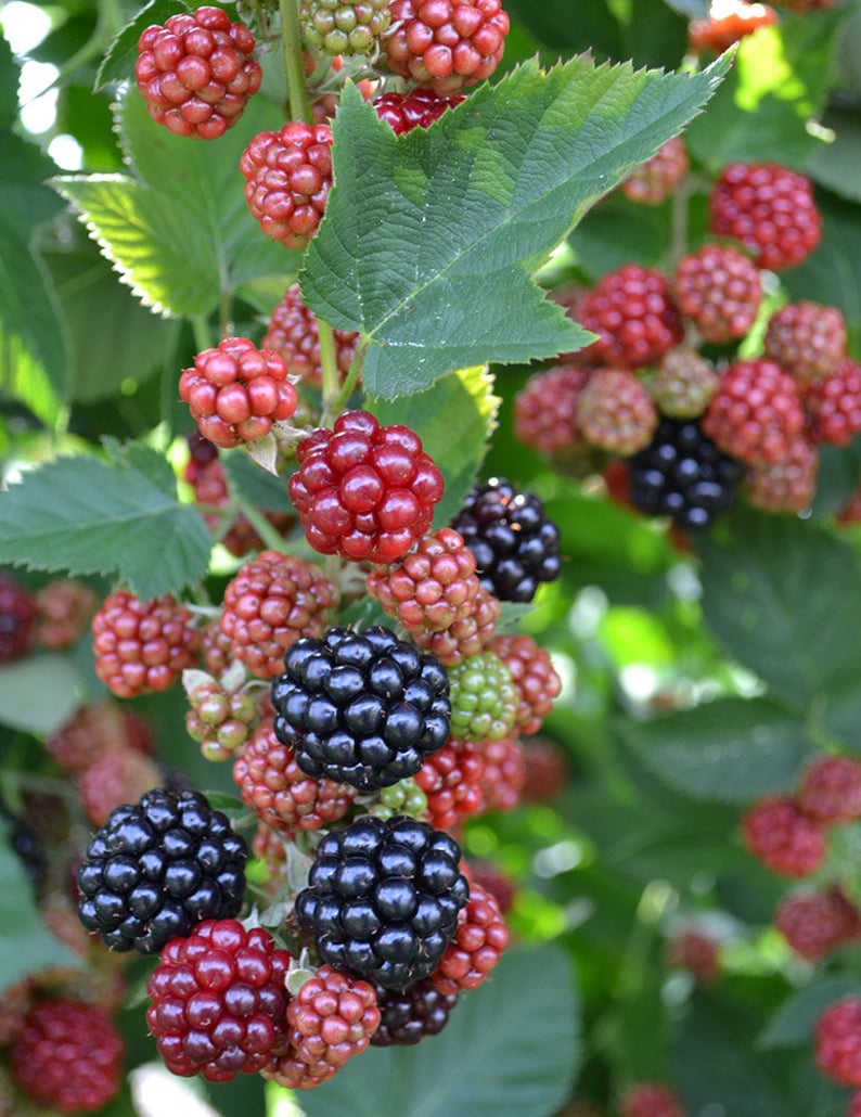 May include: A close-up of a blackberry bush with ripe blackberries and red berries. The berries are growing on a vine with green leaves.