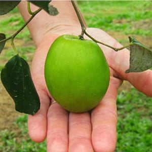 2 Thai Giant Jujube scions for grafting