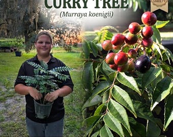 Live Curry Tree Seedling (Murraya koenigii) | Kadi Patta / Sweet Neem | Aromatic Culinary Herb Plant | Ready to Grow