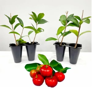 3-pack Acerola Barbados Cherry plants
