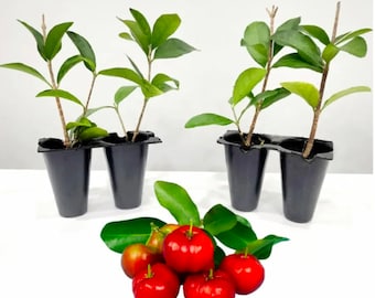 Paquete de 3 plantas de acerola y cereza de Barbados