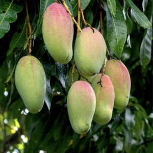 Grafted mango trees