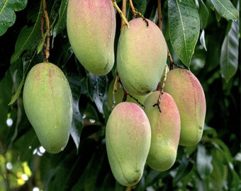 Árboles de mango injertados