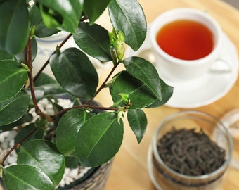 3 Tea plants camellia sinensis