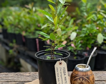 Live Yerba Mate Plant (Ilex paraguariensis) – Healthy  Herbal Tea Tree – Evergreen South American Tea Holly