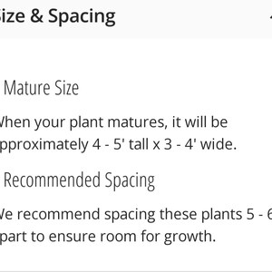 May include: Text describing the size and spacing requirements for a plant. When mature, the plant will grow to be 4 to 5 feet tall and 3 to 4 feet wide. It is recommended to space these plants 5 to 6 feet apart to ensure adequate room for growth.