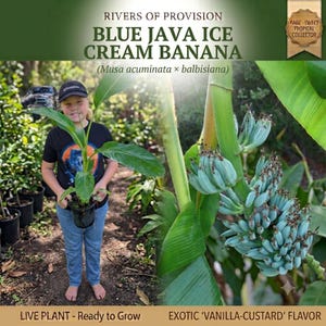 May include: A Blue Java Ice Cream Banana plant, scientifically labeled as Musa acuminata x balbisiana, featuring large green leaves and a cluster of distinctively pale blue, unripe bananas growing on a thick stalk in a garden setting.