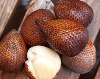Planta de serpiente salak *Gula Passir*