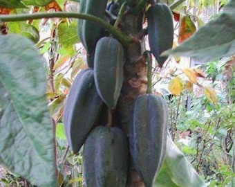 Papaya – Planta frutal tropical para cultivar en un huerto doméstico