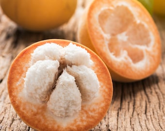 Árboles frutales de algodón santol