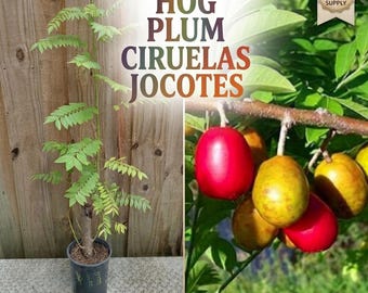 Hog Plum Tree Live Plant - Red & Yellow Jocotes Ciruelas Spondias Purpurea and Mombin - Rare Tropical Heirloom Fruit Tree