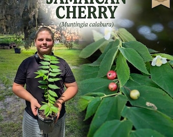 Jamaican Cherry Muntingia calabura Live Plant - Rare Cotton Candy Berry - Fast Growing Strawberry Tree - Edible Backyard Orchard