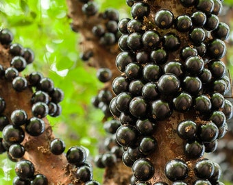 árboles de jaboticaba sabara