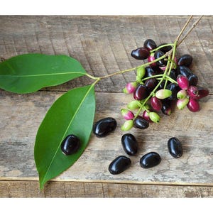 May include: A branch of a plant with dark green leaves and small, dark purple and pink berries. The berries are scattered on a wooden surface.