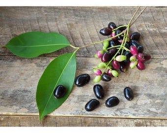 Malabar Plum (java Plum, Black Plum, Jamun) 4ft Tree Trees. No Shipping ...