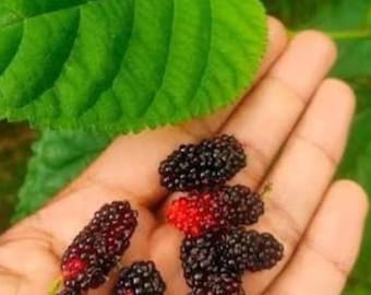 Fruiting Mulberry Tree – Fresh Fruit Bearing Plant