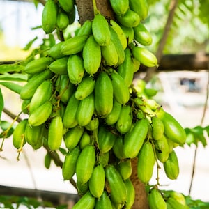 Bilimbi trees