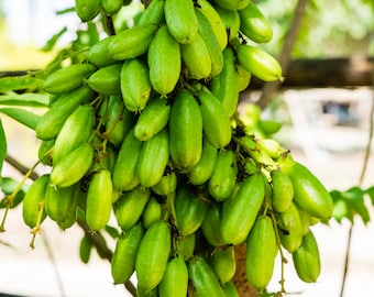 Árbol de bilimbi vivo – Árbol frutal tropical para plantar