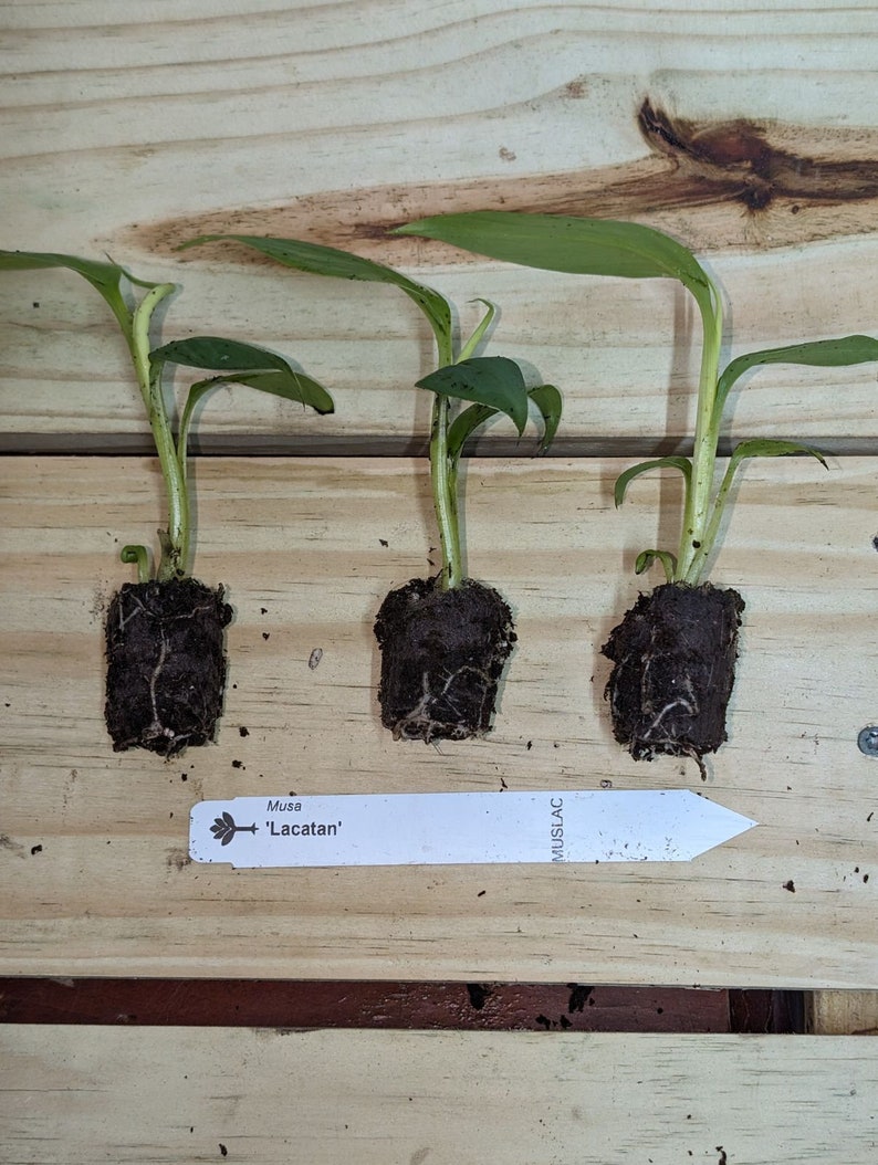 May include: Three small banana plants in pots with roots showing, labeled "Musa 'Lacatan'".