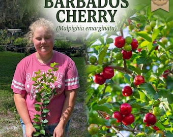 Barbados Cherry Malpighia emarginata Live Plant - Acerola - Vitamin C Superfood - Fast Growing Fruiting Bush - Edible Backyard Orchard