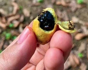 Mermelada de mora Árboles frutales