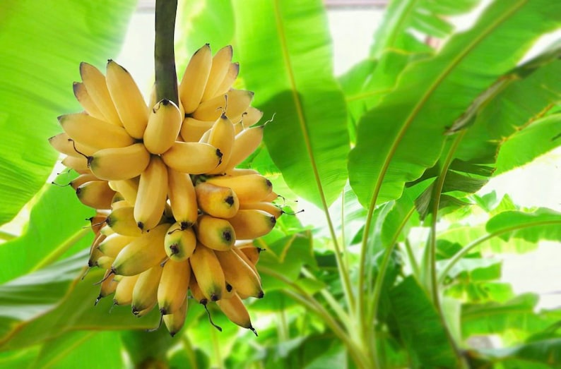 May include: A bunch of yellow bananas hanging from a banana tree with green leaves.