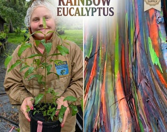 Rainbow Eucalyptus (Eucalyptus deglupta) - Fast Growing Live Tropical Tree