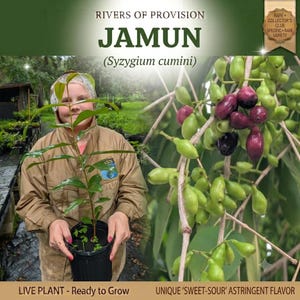 May include: A live Jamun plant in a black plastic pot with green leaves and a cluster of ripening fruit. Text reads: RIVERS OF PROVISION JAMUN (Syzygium cumini) RARE COLLECTOR'S CLUB SPECIFIC RARE VARIETY LIVE PLANT - Ready to Grow UNIQUE 'SWEET-SOUR' ASTRINGENT FLAVOR.