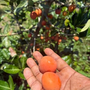 May include: Two orange-colored fruits, possibly a type of berry, are held in an open hand. The fruits are round and smooth, with a slight stem attached. The background shows a tree with green leaves and more of the same orange fruits.