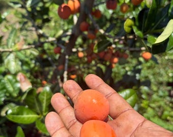 Árbol de mangostán africano Imbe Garcinia livingstonei