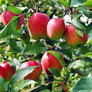 Apple trees
