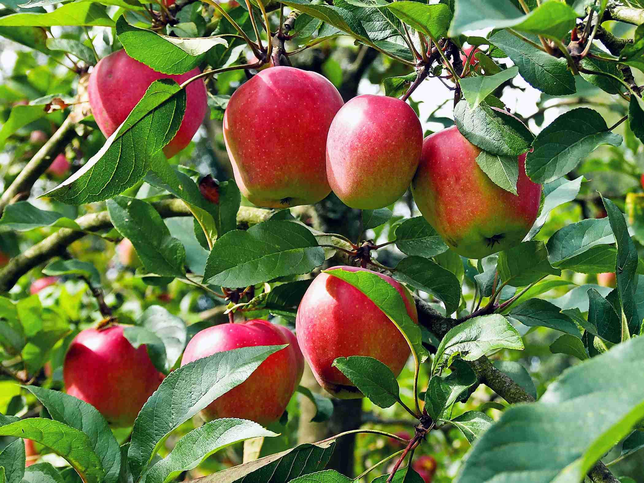 Sampling Apple Tree Apple Tree Sapling - Etsy