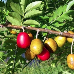 Ciruelas jocotes hog plum trees