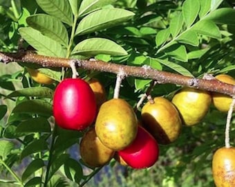 Ciruelas jocotes cerdo ciruelos