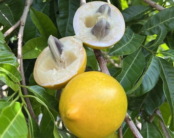 Abiu yellow caimito star apple trees