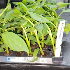 May include: A close-up of a tray of green banana plant seedlings. The tray is labeled "42" and "Jungle Giant 1001".