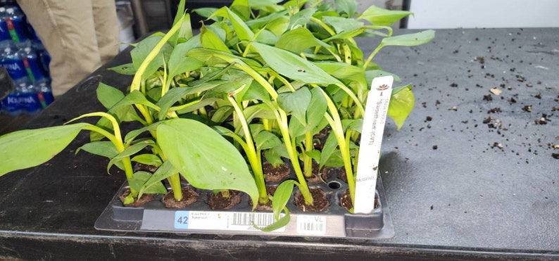 May include: A close-up of a tray of green banana plant seedlings. The tray is labeled "42" and "Jungle Giant 1001".